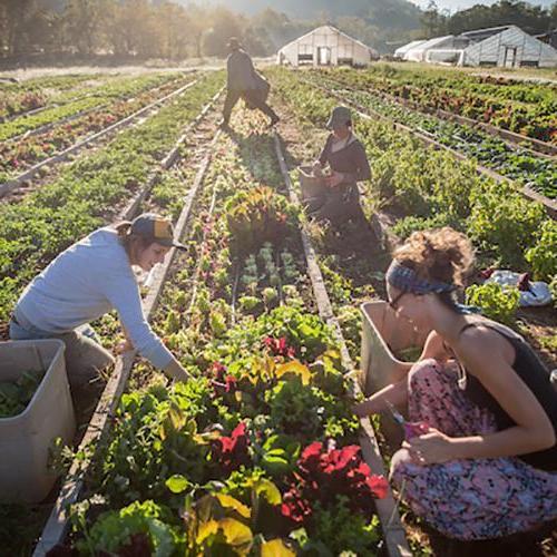 人们在金沙全球赢家信心之选4066的社区花园工作