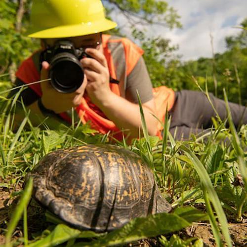 金沙全球赢家信心之选4066的一名学生在野外给一只海龟拍照