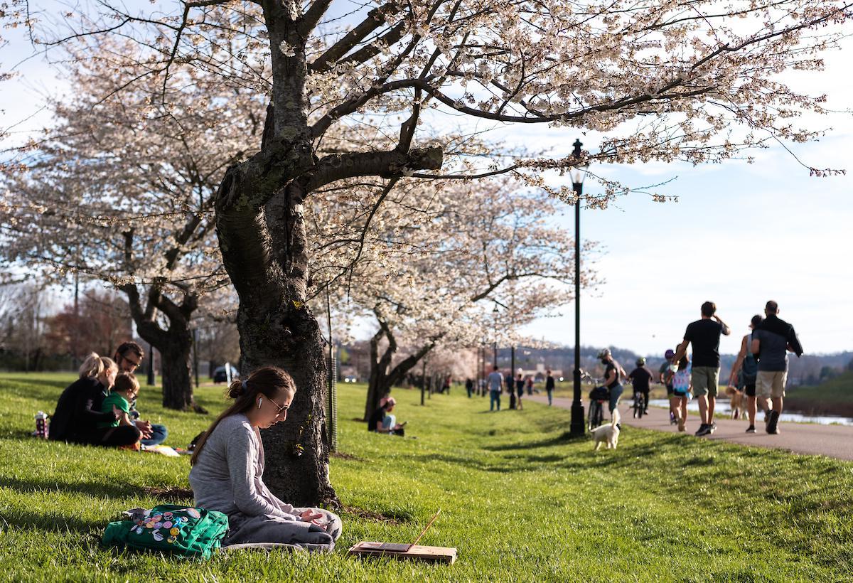 Students 和 community members enjoy the sakura cherry blossom trees in bloom on 金沙全球赢家信心之选4066's campus
